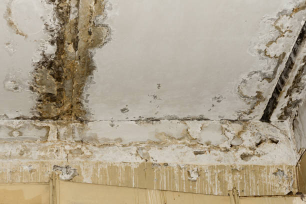 Best Water Damage & Mold Remediation  in , IN